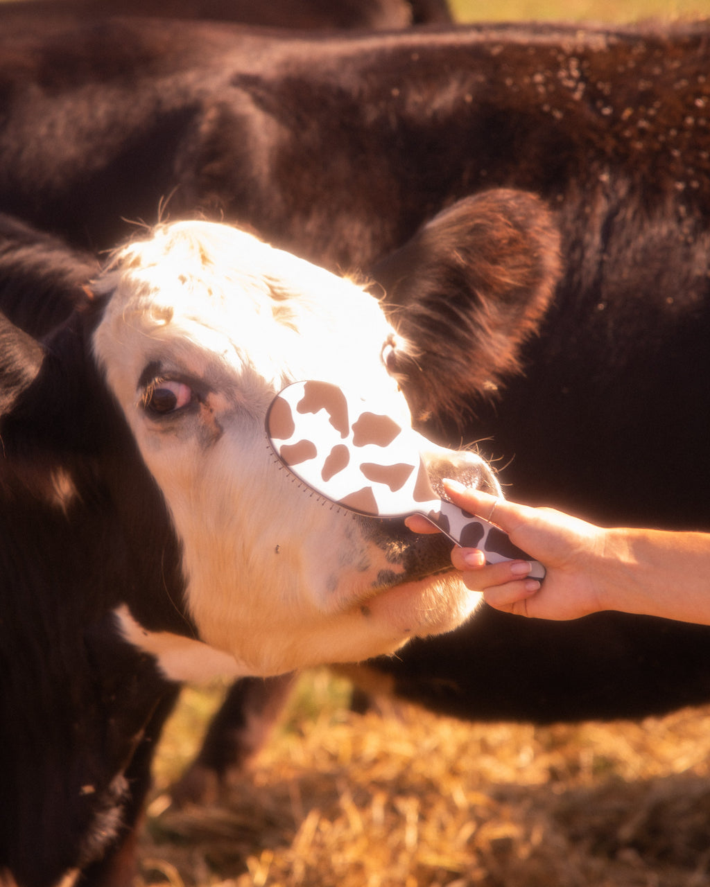 Detangler Brush Yehaw